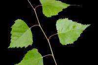 Bouleau - Rameau avec feuilles (Betula pendula)